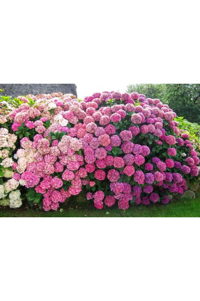 Гортензія широколиста Сілкі Пінк